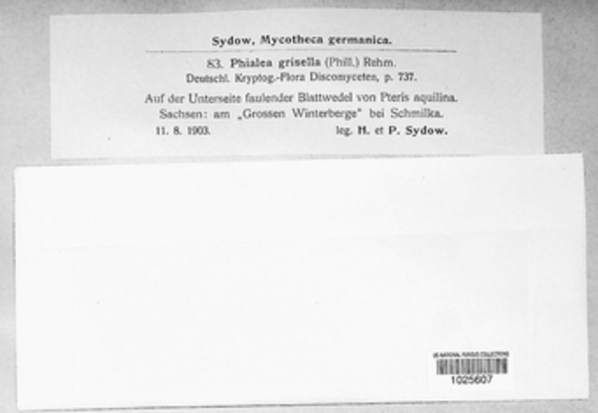 Microscypha grisella image